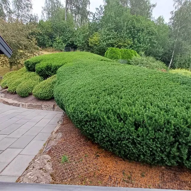 Vakker hekk i flott hage