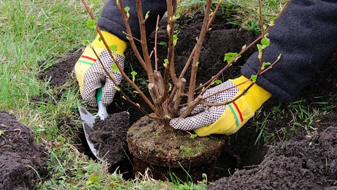 Person som graver ned liten plante i hagen