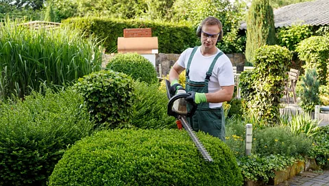 Mann som trimmer busk med hekkesaks