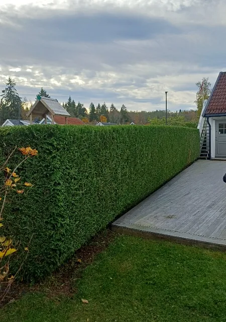Nytrimmet hekk i boligområde